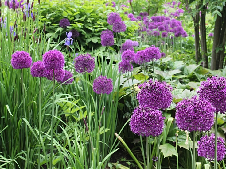 A vibrant garden filled with blooming purple flowers swaying gently in the breeze.