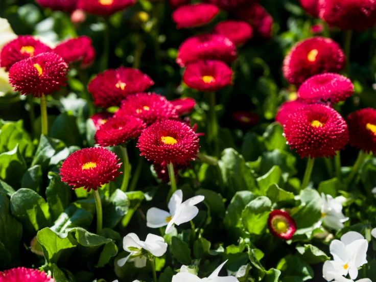 A vibrant garden filled with blooming red and white flowers, showcasing their natural beauty and colorful contrast.