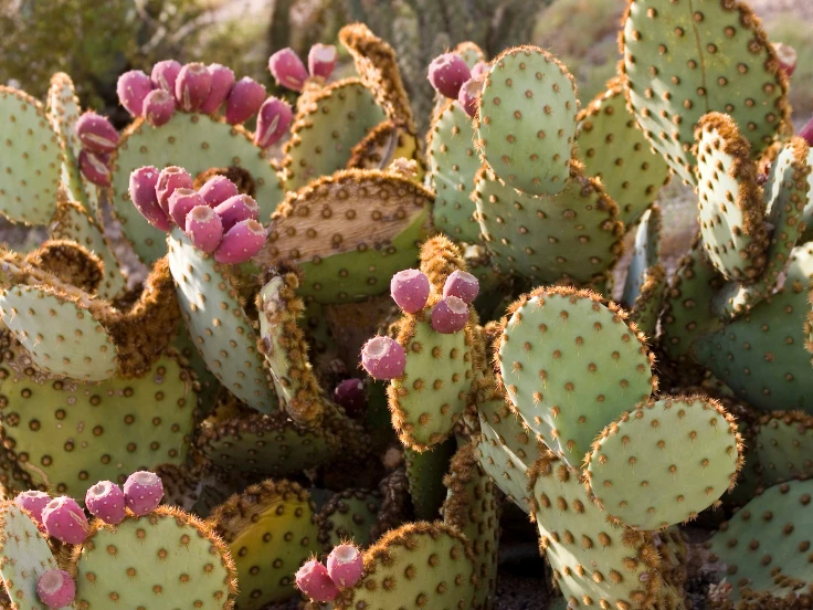 A vibrant cactus adorned with numerous pink flowers blooming on its spines.