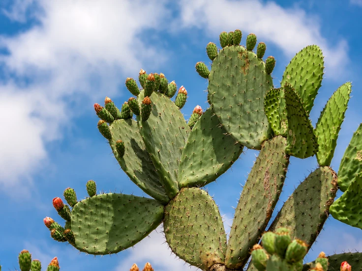 A vibrant cactus with green leaves and bright red flowers, showcasing a beautiful contrast in a desert setting.