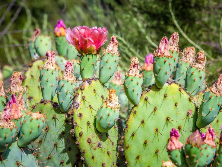 A cactus plant adorned with vibrant pink flowers blooming on its spines.