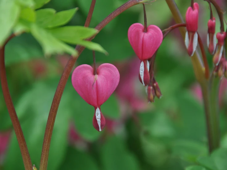 Vibrant bleeding hearts bloom in a lush garden, showcasing their unique heart-shaped flowers.