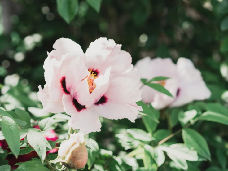A vibrant pink peony flower with a delicate black and white butterfly resting on its petals.