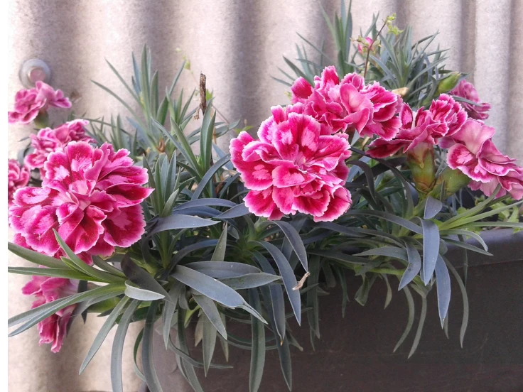A potted plant with vibrant pink flowers sits on a sunny window sill, adding a touch of color to the room.