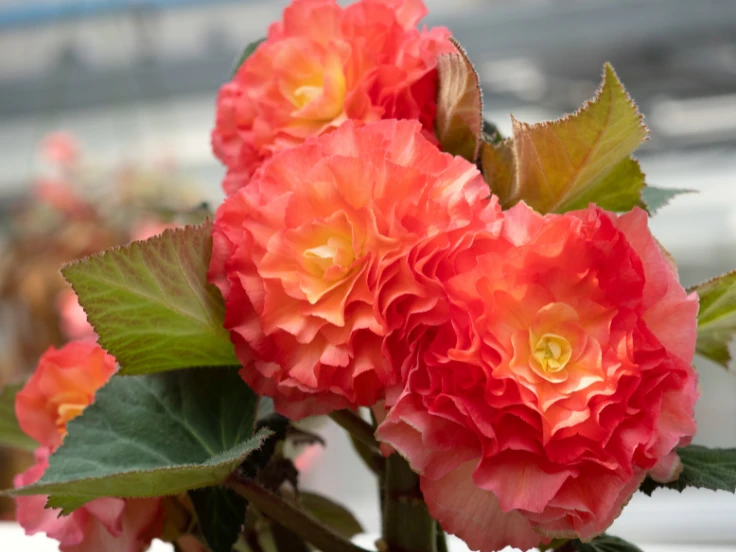 Close-up of vibrant orange flowers with delicate petals, showcasing their rich color and intricate details.