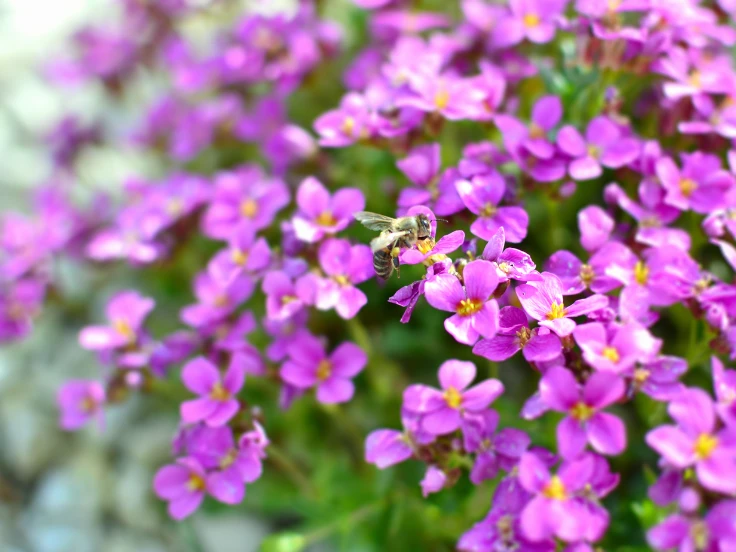 A bee perched on a vibrant purple flower, collecting nectar in a sunny garden.