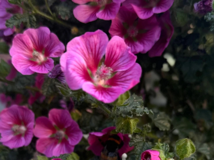 Pink flowers bloom on a bush, with a bee hovering nearby, showcasing a vibrant garden scene.
