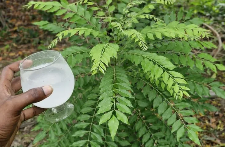 Homemade Fertilizer for Curry Leaf Plant