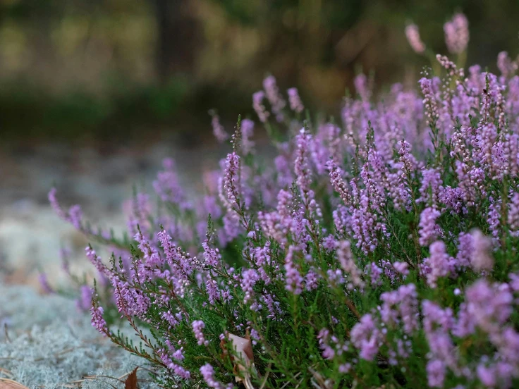 A field of purple wild heather in Australia, highlighting the beauty of native flora in a sunny environment.