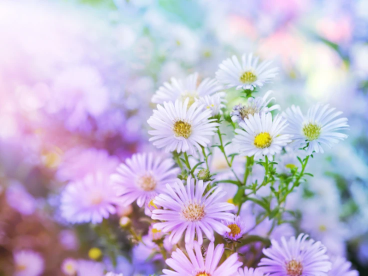 Vibrant flowers bloom in a sunlit garden, showcasing a colorful array of petals and lush greenery.