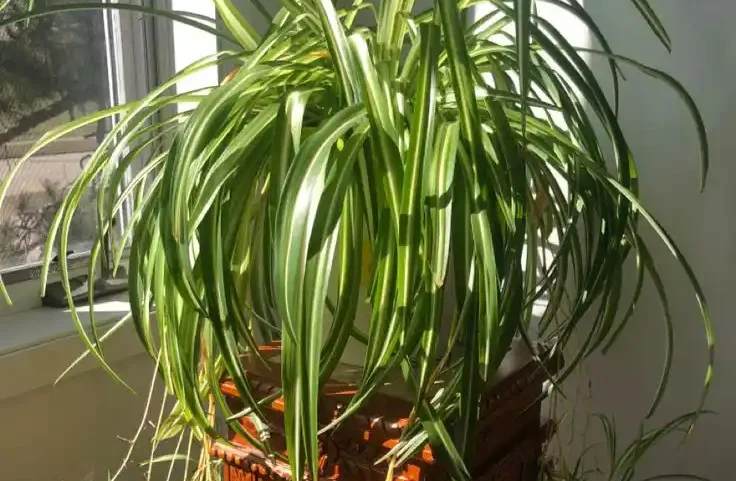 How to Care for a Spider Plant Indoors
