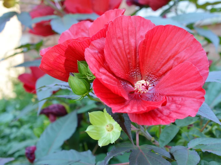 A vibrant red flower with lush green leaves and a sturdy green stem.