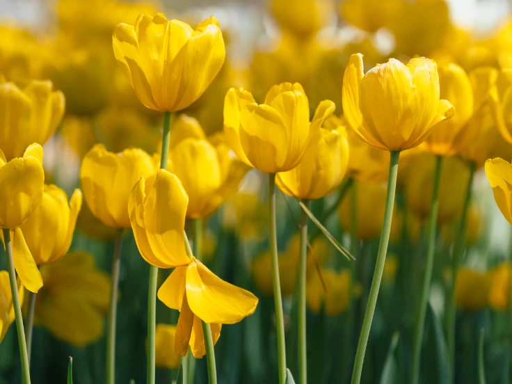 A cluster of sunny yellow tulips standing tall in a garden, adding a splash of color to the surrounding greenery.