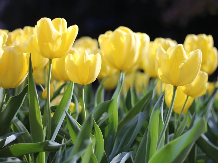 Bright yellow tulips basking in the sunlight, showcasing their vibrant petals against a clear blue sky.