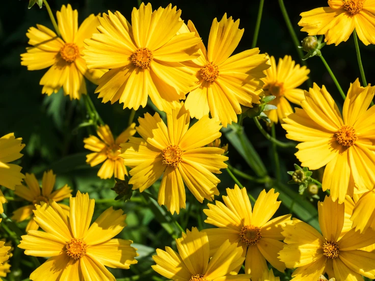 Bright yellow flowers blooming in a vibrant garden, adding color and cheer to the landscape.