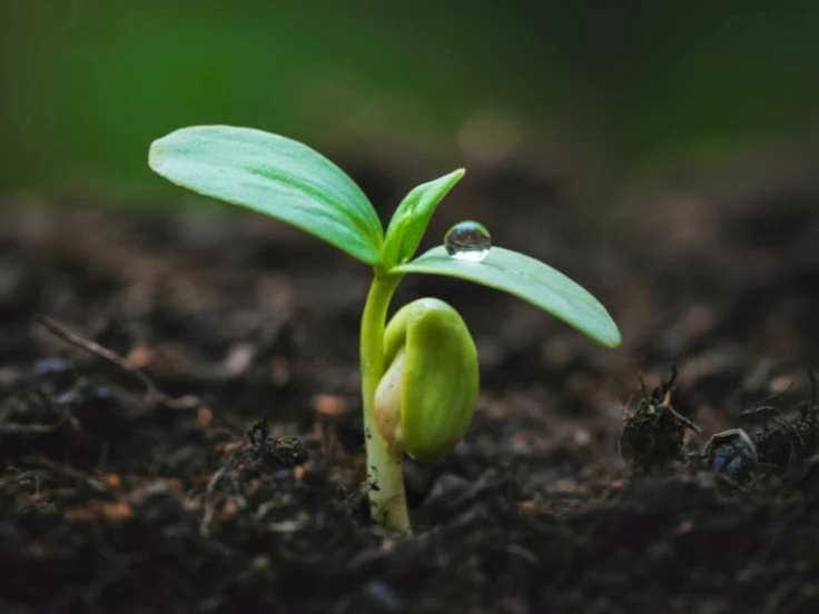 A small green plant sprouting from dark soil, symbolizing new growth and vitality.