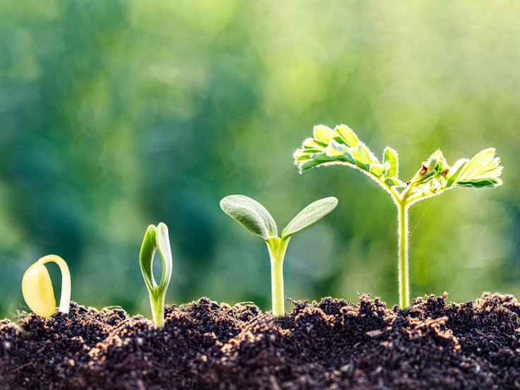 A row of young green plants sprouting from rich brown soil under bright sunlight.