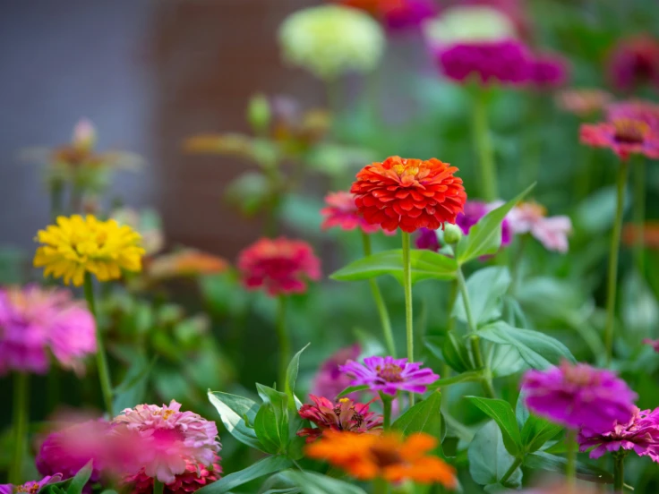 A vibrant garden filled with a variety of colorful flowers in full bloom.