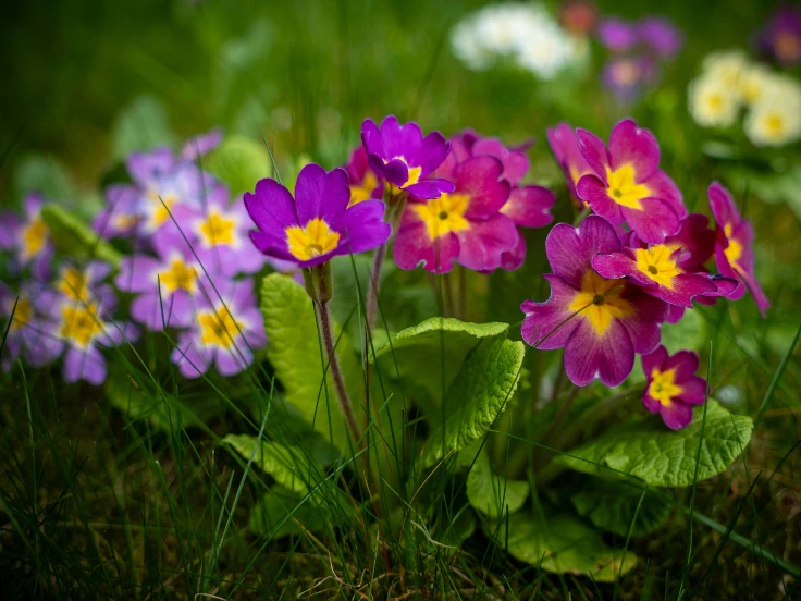 A cluster of vibrant purple and yellow flowers blooming amidst lush green grass.