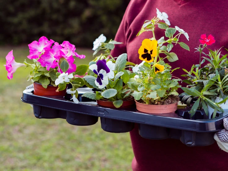 A person smiling while holding a tray filled with a colorful assortment of fresh flowers.