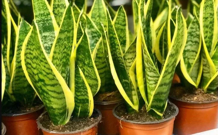 What Makes a Good Fertilizer for Snake Plants?