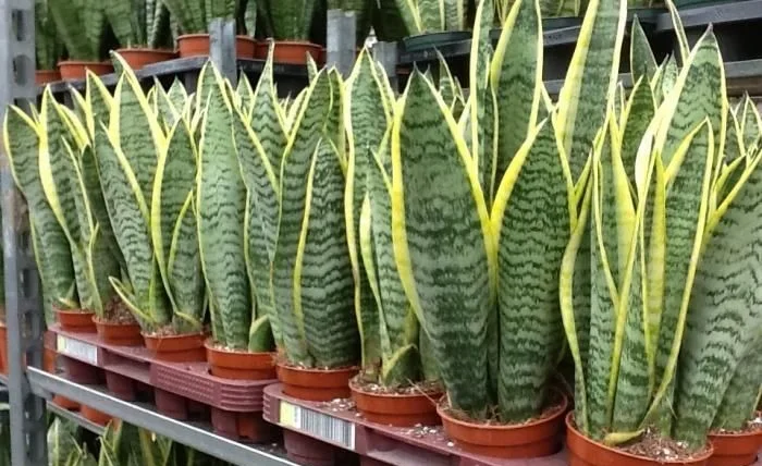 Additional Care Tips for Snake Plants