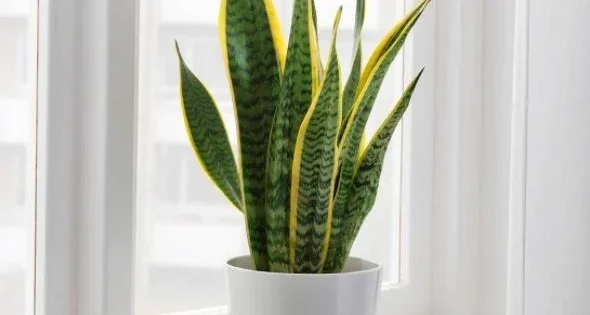 How to Fertilize Snake Plants Correctly