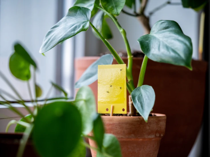 A bright yellow tag on a green plant in a pot, likely providing information about the plant.