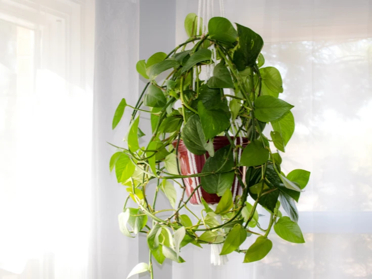 A beautiful hanging plant featuring rich green leaves, gracefully trailing from its container.