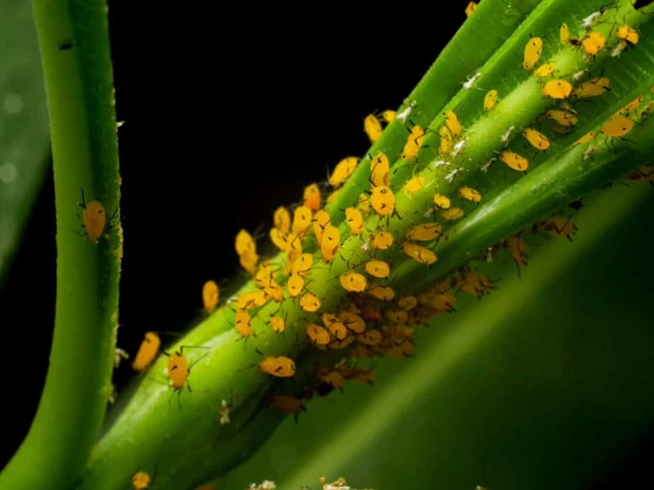 A detailed view of a plant infested with many tiny yellow bugs, showcasing their bright color on the green foliage.