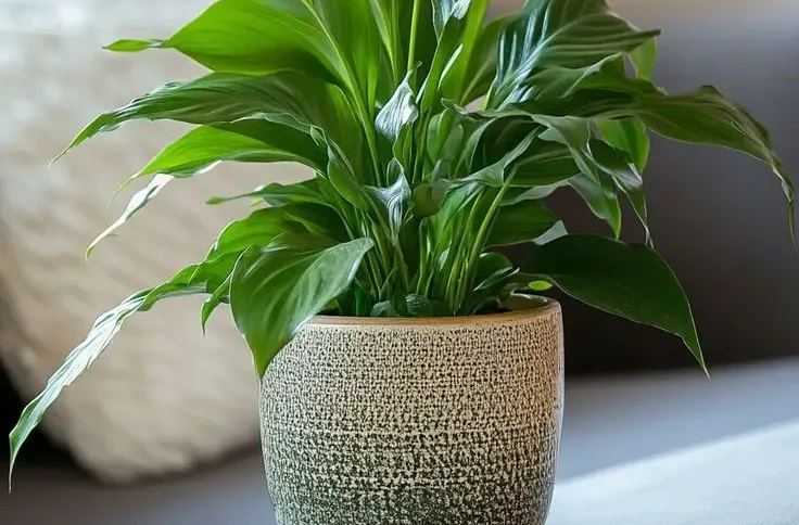 Best House Plants Needing Little Light