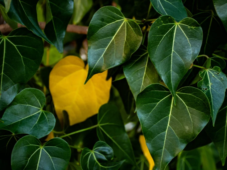 A cheerful yellow heart sits atop a lush green leaf, symbolizing love and nature's beauty.
