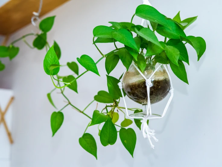 A lush hanging plant in a white pot, gracefully displayed on a wooden shelf.