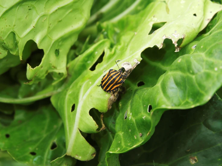 A shiny beetle resting on a green leaf, showcasing its intricate patterns and vibrant colors.