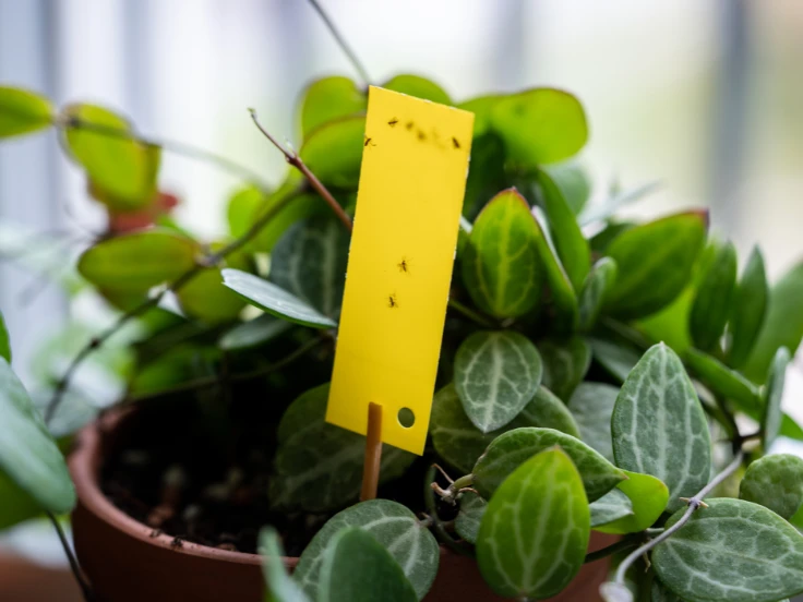 A healthy plant featuring a yellow tag, likely providing information about its species or care requirements.