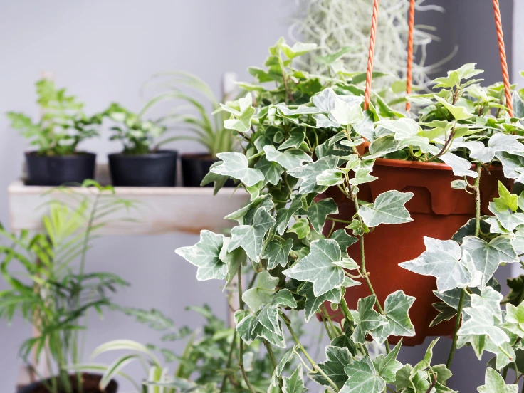 Visual guide on growing ivy in a pot, highlighting vibrant ivy leaves and essential care tips.