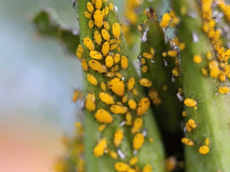 A detailed view of yellow bugs resting on a vibrant green plant.
