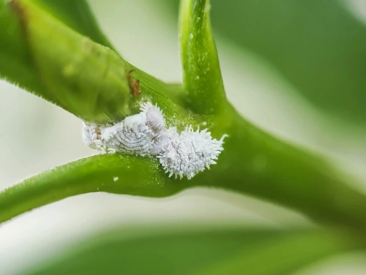 A small white bug resting on a vibrant green plant leaf.