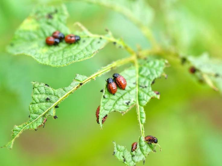 Multiple bugs are gathered on a bright green leaf, highlighting their intricate details.