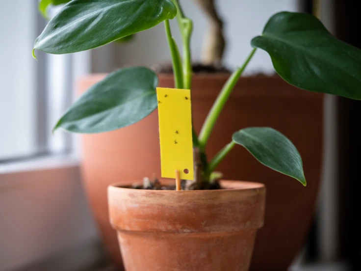 A green plant in a pot with a bright yellow tag attached to it, sitting on a wooden surface.
