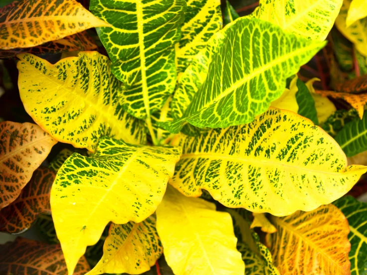 A vibrant plant showcasing a variety of colorful leaves in shades of green, red, yellow, and orange.