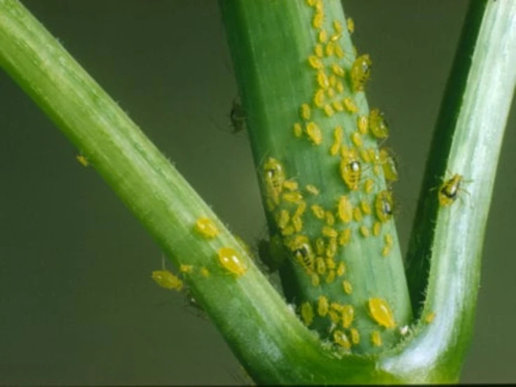 A detailed view of yellow bugs resting on a vibrant green plant.
