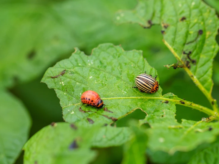 Two red and black beetles perched on a leaf, displaying their colorful bodies against the lush green background.