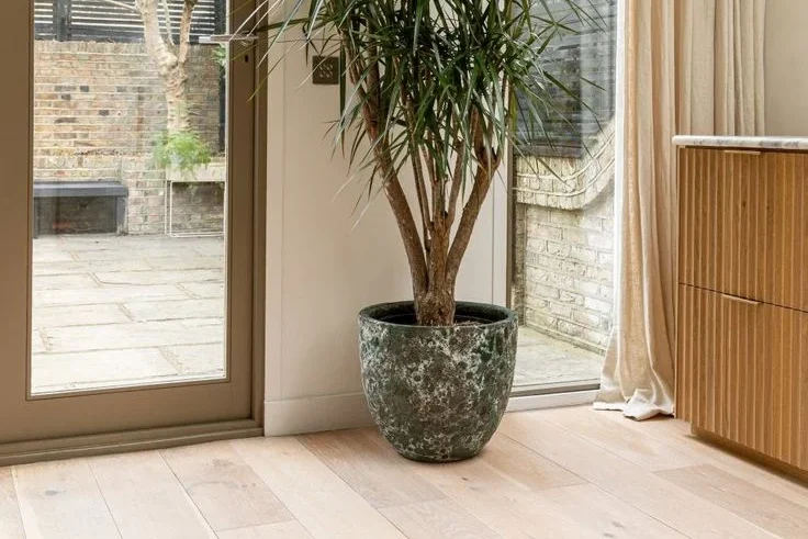 Top 7 House Plant Trees That Thrive in Low Light