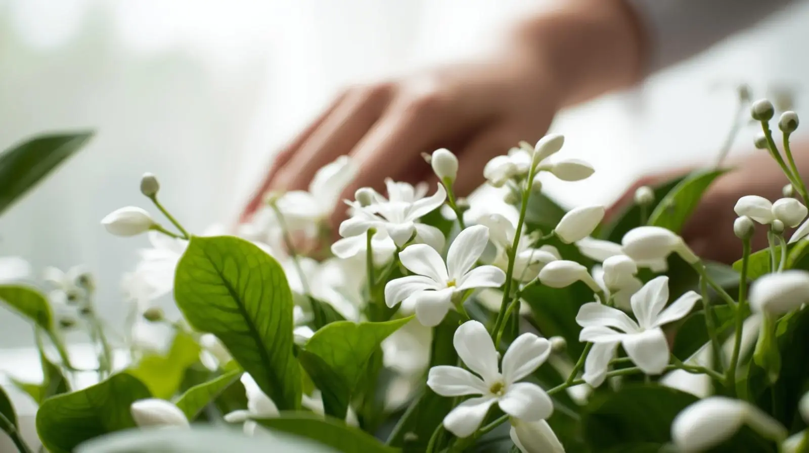 How To Care for House Plants With White Blooms
