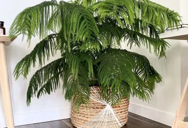 Light Requirements for Norfolk Island Pine