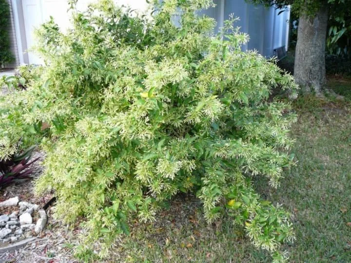 Peeacelily | Best Bedroom Plants for Sleep, Relaxation and Better Indoor Air Jasmine