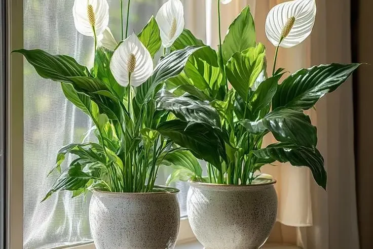 Styling Tips for Low-Light Plants