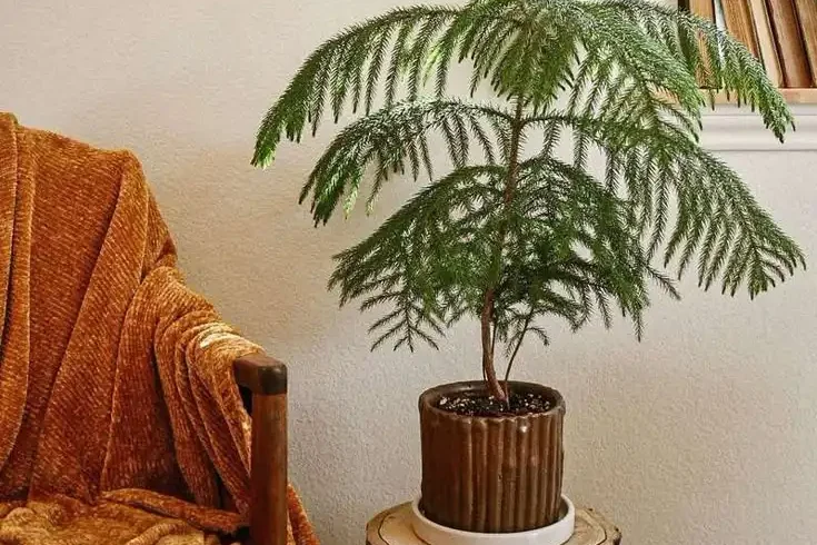 Common Problems and Solutions