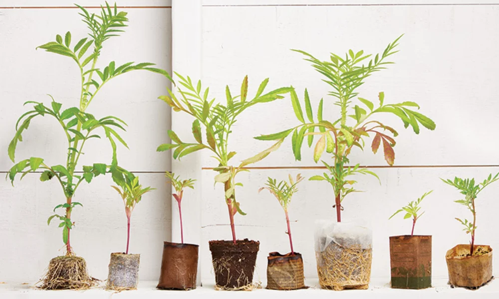 Types of Biodegradable Planters